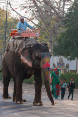 Eléphant de travail à Jaipur