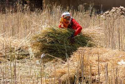 Moisson à la main, route vers Agra