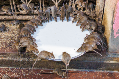 Karni Mata Mandir, le temple des rats à Deshnoke, Inde du nord