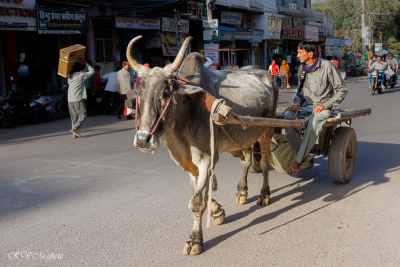 Zébu utilisé pour l'attelage à Bikaner