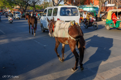 Chevaux en liberté en ville, Agra, Inde du nord