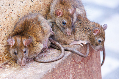 Karni Mata Mandir, le temple des rats à Deshnoke, Inde du nord