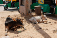 Les vaches sont sacrées, Bikaner