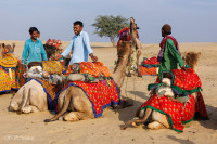Dromadaires et chameliers, désert du Thar