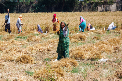 Moisson à la main, route vers Agra, Inde du nord