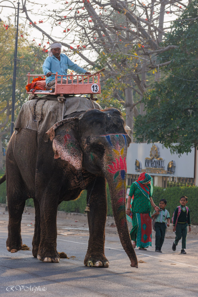 Eléphant de travail à Jaipur, Inde du nord