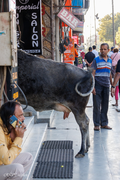 La vache est sacrée, Agra, Inde du nord