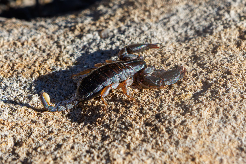 Scorpion, parc national de L'Isalo