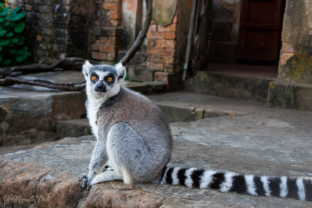 Lémur maki catta, Fianarantsoa