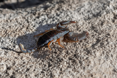 Scorpion, parc national de L'Isalo