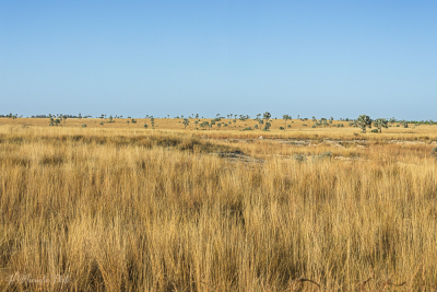 La savane du pays Bara