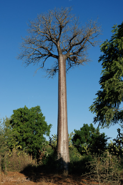 Baobab