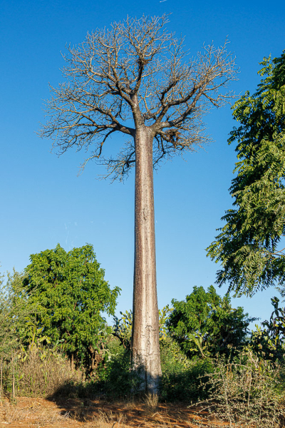 Baobab