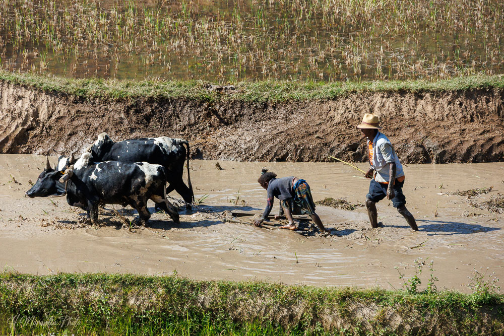 Préparation des cultures avec les zébus, RN7