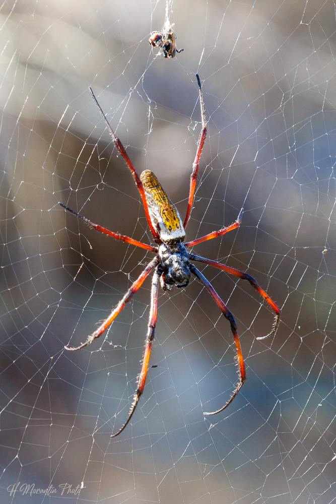 Araignée Néphile dorée, parc national de l'Isalo