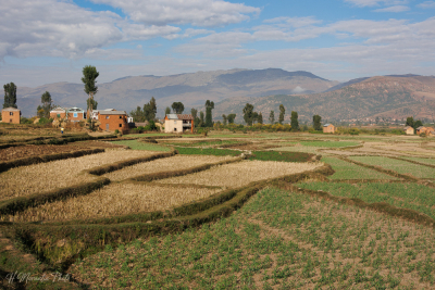 Champs cultivés du pays Betsileo près d'Ambositra