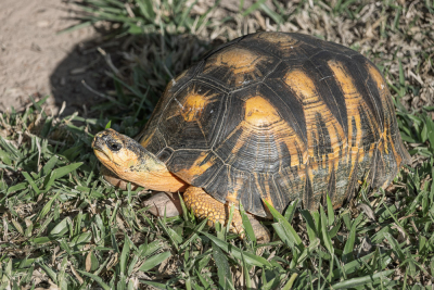 Tortue étoilée, massif de l'Isalo