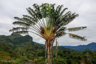 Arbre du voyageur, Ranomafana