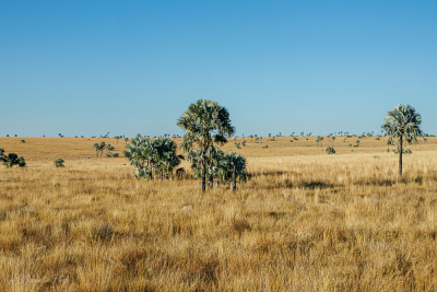 Savane du pays Bara