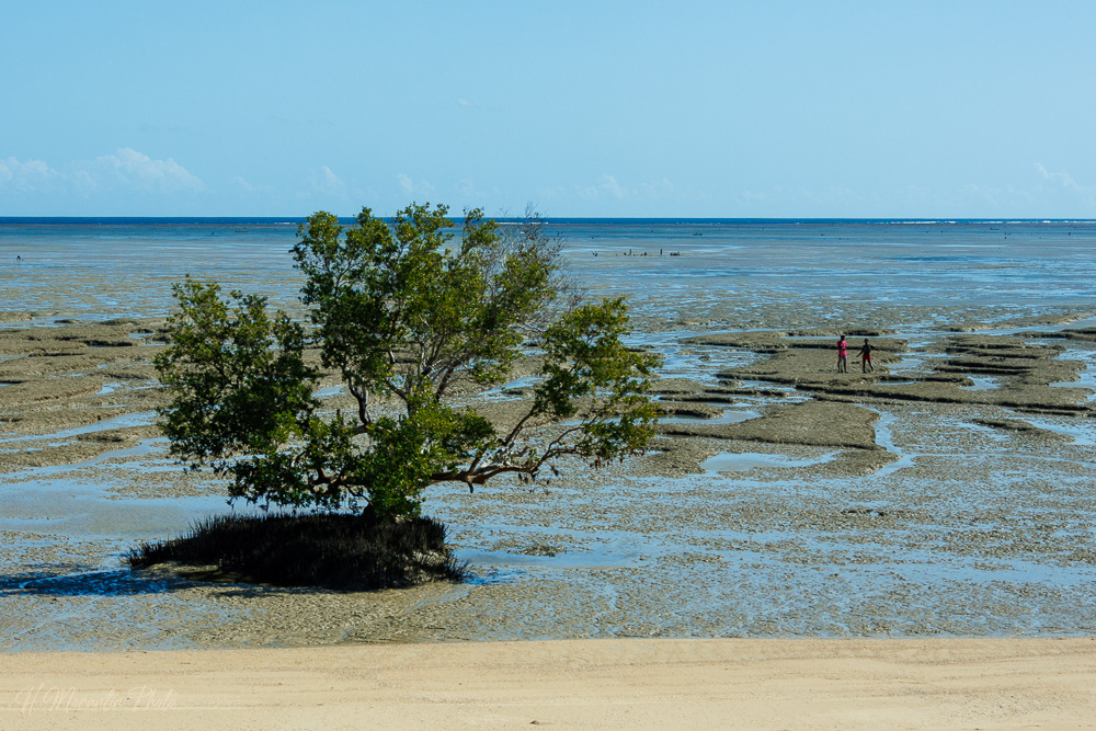 Mangrove, lagon d'Ifaty
