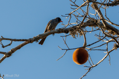 Bulbul malgache et fruit du baobab, parc Renalia, Ifaty