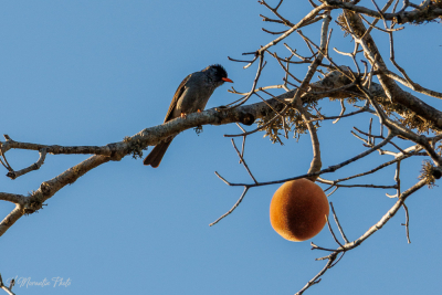 Bulbul malgache et fruit du baobab, parc Renalia, Ifaty