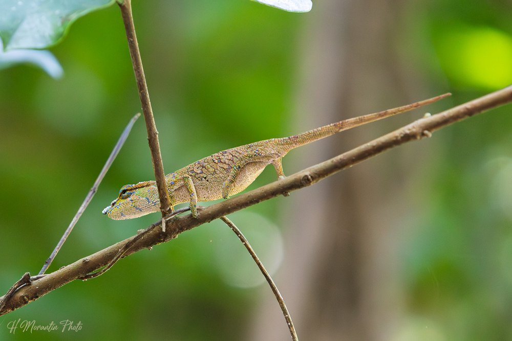 Caméléon, réserve de Ranomafana