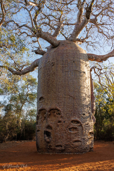 Baobab agé de 1400 ans, parc de Renalia, Ifaty