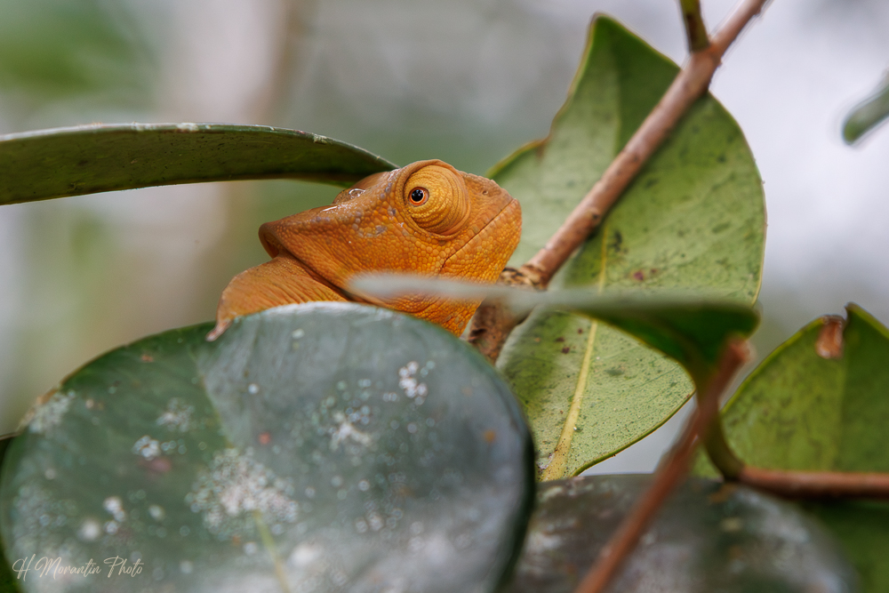 Caméléon, arboretum de Ranomafana