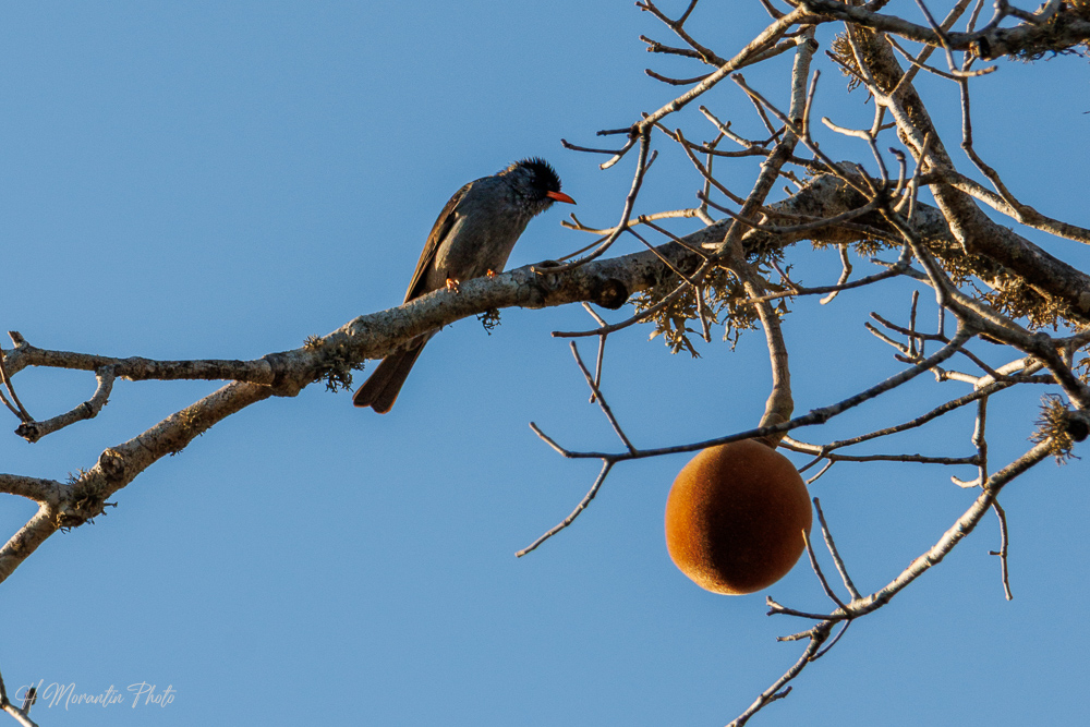 Bulbul malgache et fruit du baobab, parc Renalia, Ifaty