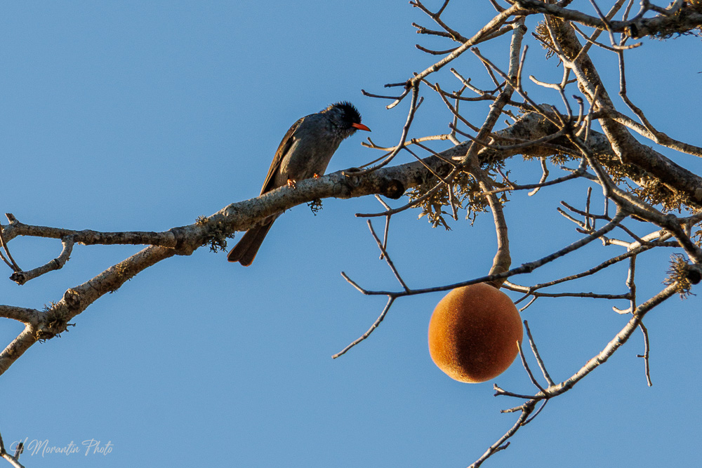 Bulbul malgache et fruit du baobab, parc Renalia, Ifaty