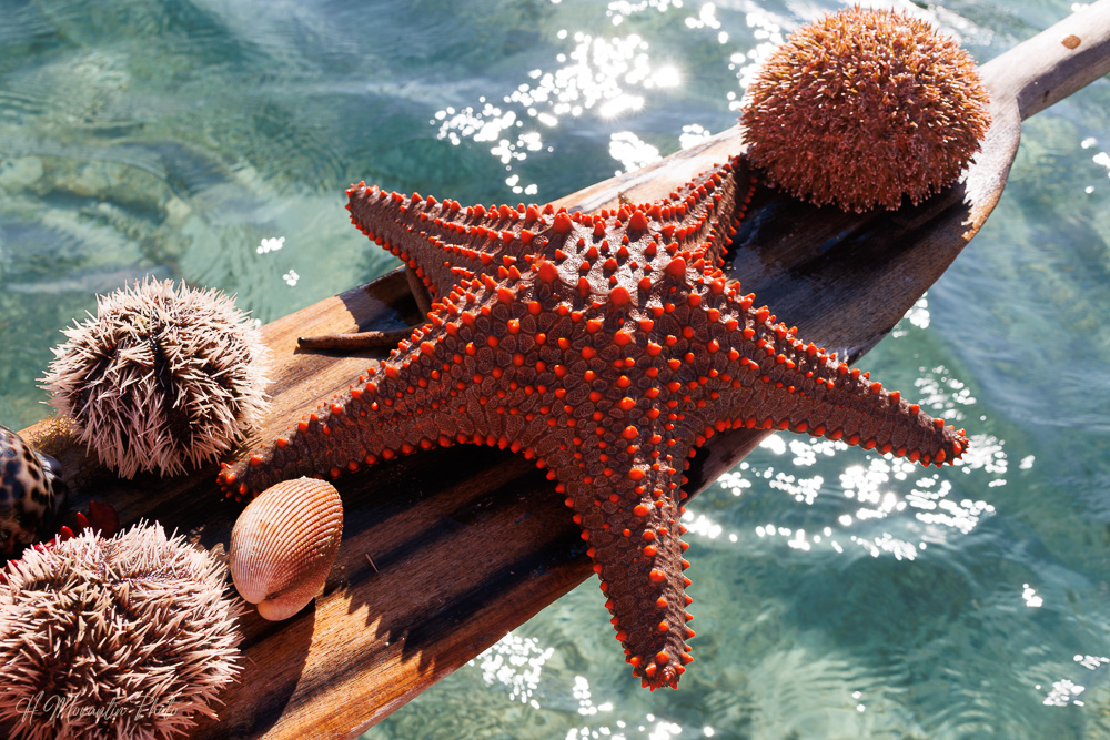 Oursins, étoiles de mer du lagon d'Ifaty
