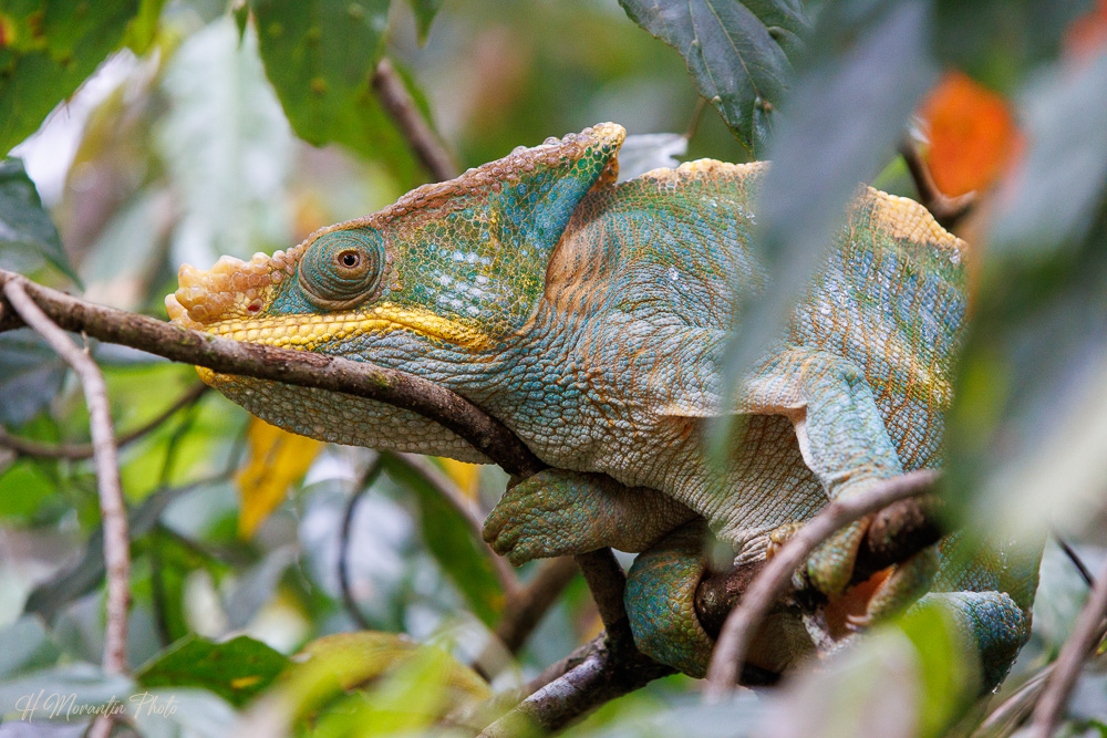 Caméléon géant de Parson, arboretum de Ranomafana