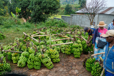 Regroupement des régimes de bananes pour la vente, transportés à dos d'homme