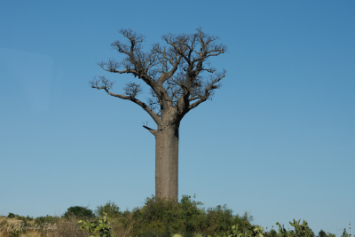 Baobab dans la savane