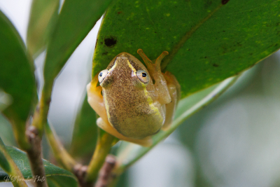 Grenouille arboricole, Ranomafana