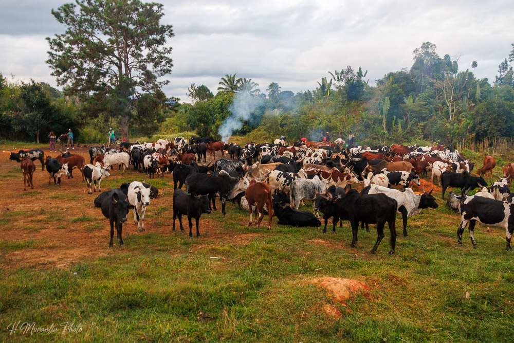 Zébus regroupés pour la transhumance
