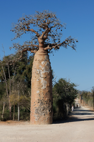 Baobab, entrée du parc Renalia, Ifaty