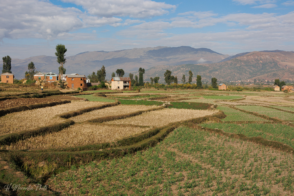 Champs cultivés du pays Betsileo près d'Ambositra