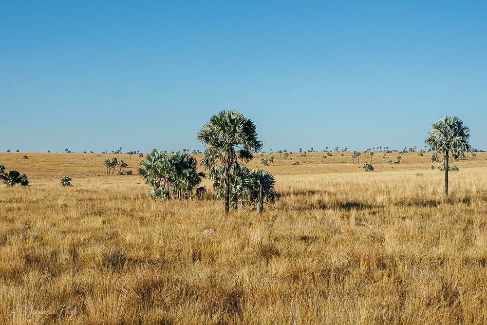 Savane du pays Bara