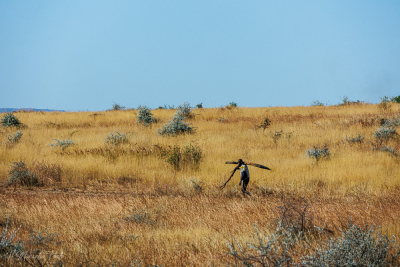 Recherche de bois dans la savane