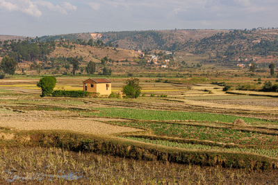 Champs cultivés du pays Betsileo près d'Ambositra
