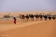 Dromadaires, dunes de Merzouga