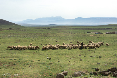 Troupeau de moutons, Moyen Atlas