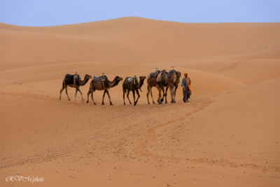Dromadaires, dunes de Merzouga