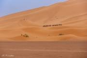 Dromadaires, dunes de Merzouga