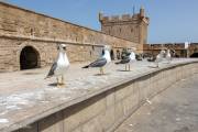 Murs de la forteresse, Essaouira