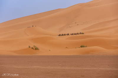 Dromadaires, dunes de Merzouga, Maroc