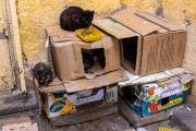 L'hotel des chats dans le souk, Fès