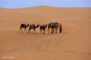 Dromadaires, dunes de Merzouga